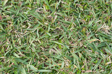 green grass background