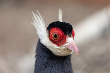 Portrait of Brown eared pheasant. Head of a Blue Eared-Pheasant.	