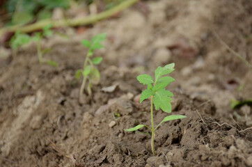 bunch the small ripe green tomato plant seedlings in the garden.