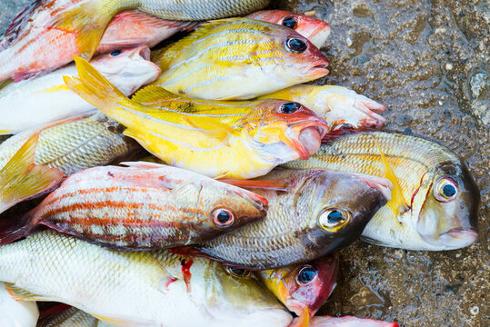 Freshly caught fish in Palawan