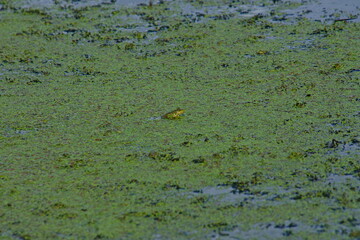 Frog in the swamp
