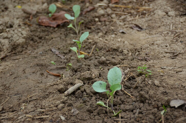 bunch the small ripe green cabbage plant seedlings in the garden.