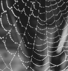 Spinnennetz mit Wassertropfen
