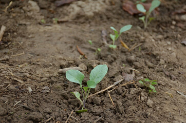 bunch the small ripe green cabbage plant seedlings in the garden.