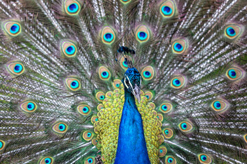 Obraz premium Portrait of beautiful peacock. Close-Up Of Peacock With Fanned Out Feathers.