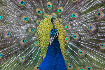 Portrait of beautiful peacock. Close-Up Of Peacock With Fanned Out Feathers.