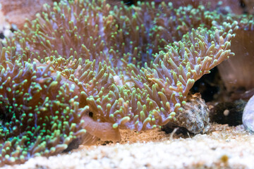 colorful ricordea yuma in reef aquarium © Andreas