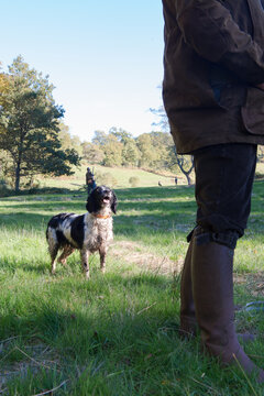 Springer Spaniel hunting ducks in the countryside in France