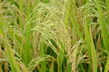 Fototapeta na wymiar the green ripe paddy plant grains in the field meadow