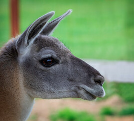 Portrait of a lama, close-up head.