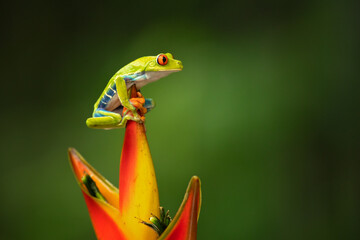 Agalychnis callidryas, known as the red-eyed treefrog, is an arboreal hylid native to Neotropical rainforests where it ranges from Mexico, through Central America, to Colombia.