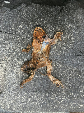 Skeleton of frog