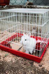Little white rabbit inside in an metal cage. Picking through the wires