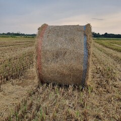 hay bales in the field