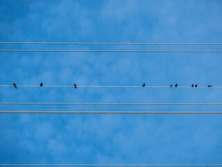 Vögel auf Stromleitung
