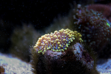 colorful ricordea yuma in reef aquarium © Andreas
