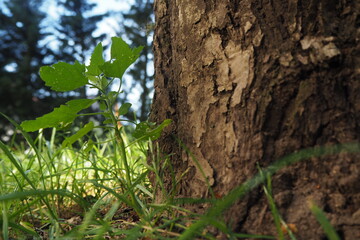 Mała zielona roślinka przy drzewie, wielkim planem © vofchok