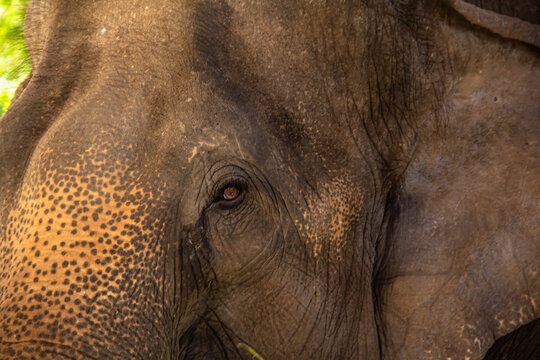 Close-up of the eye of an elephant