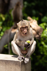  portrait monkey