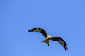 Obraz premium Rotmilan im Flug