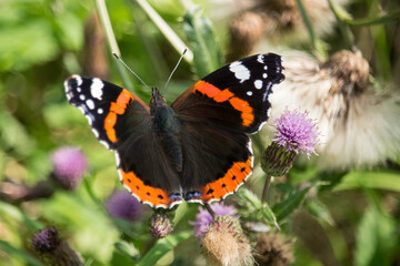 Fototapeta na wymiar Admiral (Schmetterling) auf Distelblüte