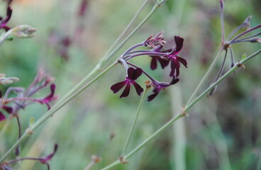 Close up of the very dark red to nearly black flowers of African or South African geranium...