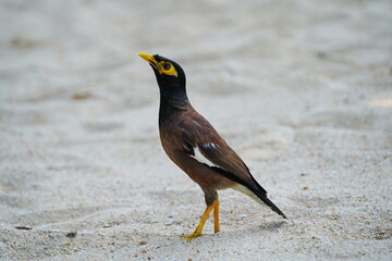 Common Myna is on the white sand. She raised her head.