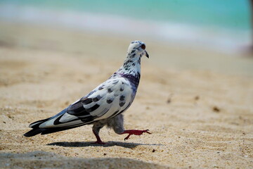 A gray-white domestic pigeon walks along the light sand to the sea.
