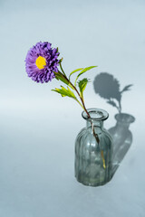 Flower in a glass vase on a light background