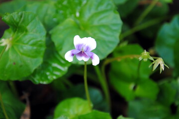 Close up of a single small flower of Native Violet (Viola hederacea or banksii), native to Australia