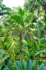 Fototapeta premium Palm trees growing in the rainforest.