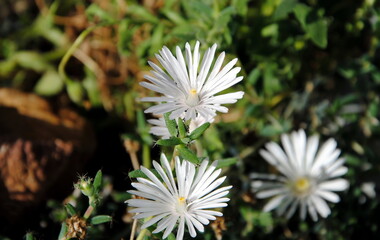 Close up of the white daisylike flowers of Hairy Nipple Vygie or Desert Rose (Trichodiadema setuliferum), a succulent native to South Afrika Cape Province