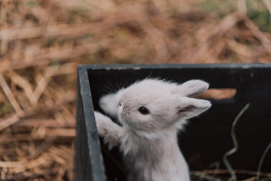 baby bunnies