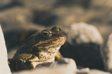 Close up Taurus frog (Rana Holtzi) view inside Cinili lake. Bolkar mountains, Nigde, Turkey.