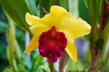 Fototapeta premium Closeup of a yellow orchid.