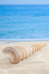 Obraz premium Spiral shape seashell on sandy beach center view with sea or ocean waves as background for vertical macro vacation wallpaper
