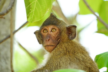 monkey is sitting in the branches of a tree.
