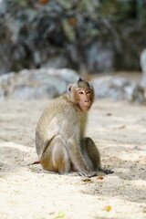 Macaque monkey is sitting on the sand.
