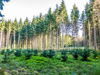 Wiederaufforstung im Nadelwald