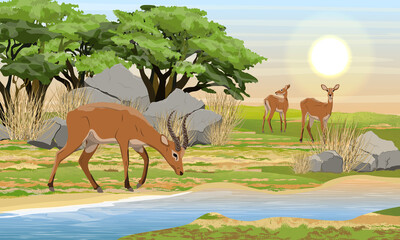 Fototapeta na wymiar A herd of Cob antelopes on the bank of a shallow river. African savannah and bash. Wild mammals of central Africa. Realistic vector landscape