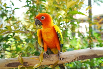 Solar arathinga sits on a branch.