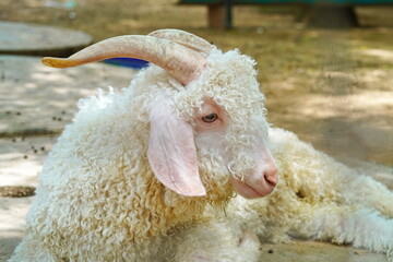 White curly goat lies on the ground.