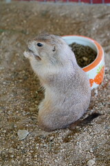 A gopher sits on the ground and holds food in its paws.
