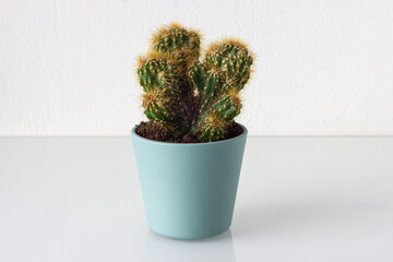Cactus in a pot on the table. White background.