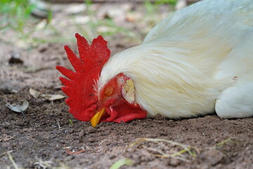  white rooster with a red comb lies on the ground.