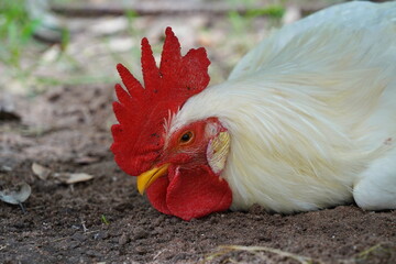  white rooster with a red comb lies on the ground.