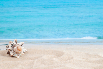 Obraz na płótnie Canvas Spiky shape seashell on sandy beach with sea or ocean waves as background for horizontal macro vacation wallpaper