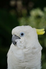 A large white cockatoo parrot sits on a stick.