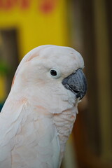 A large white cockatoo parrot sits on a stick.