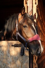Fototapeta premium portrait of a horse